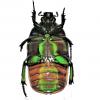 247704 – Photo : Scarab 63 – Cameroun