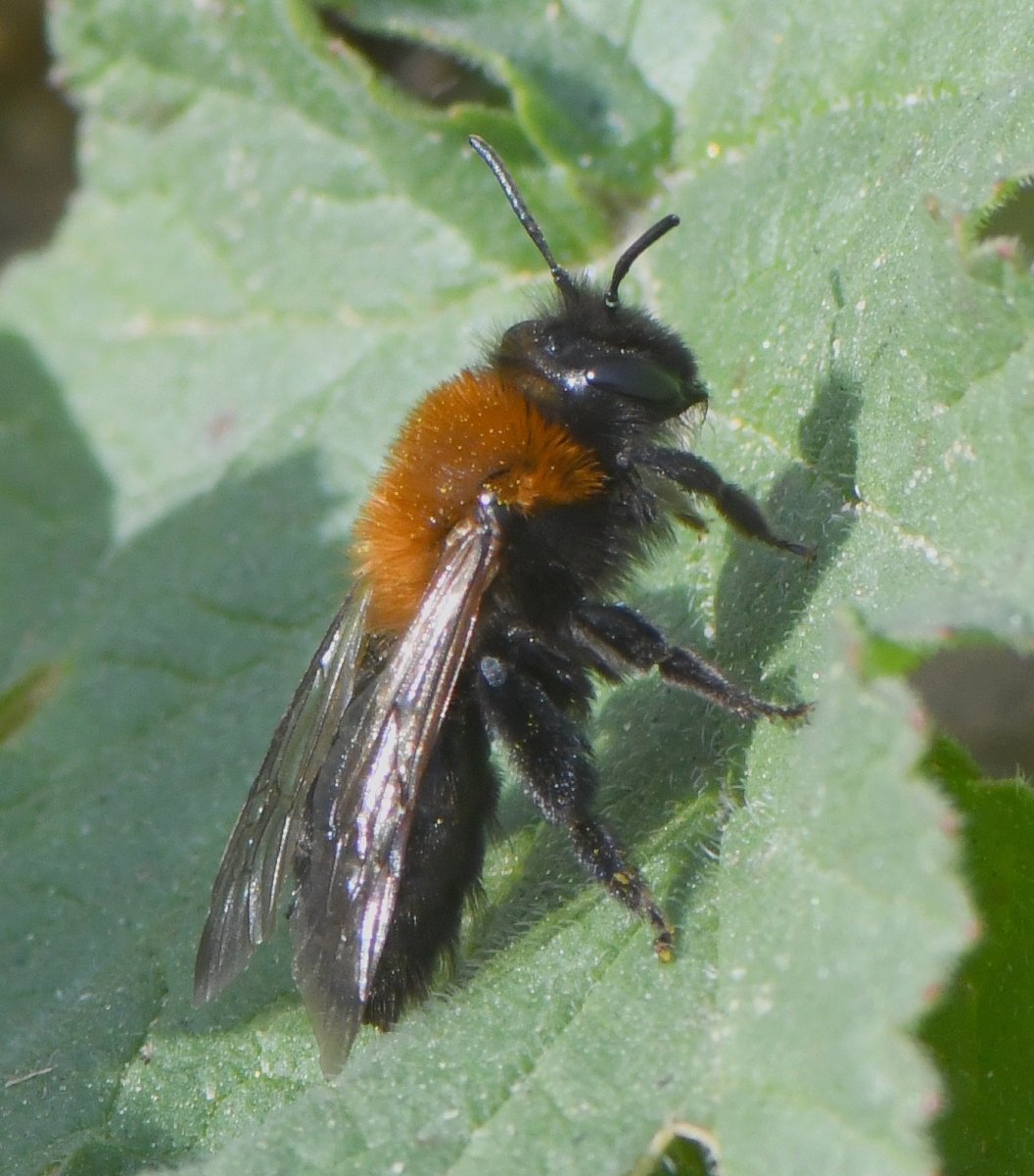 Bernard Ginesy - Andrena (Melandrena) thoracica - réf. 247737 (1056 x 1200 pixels, 187 ko)