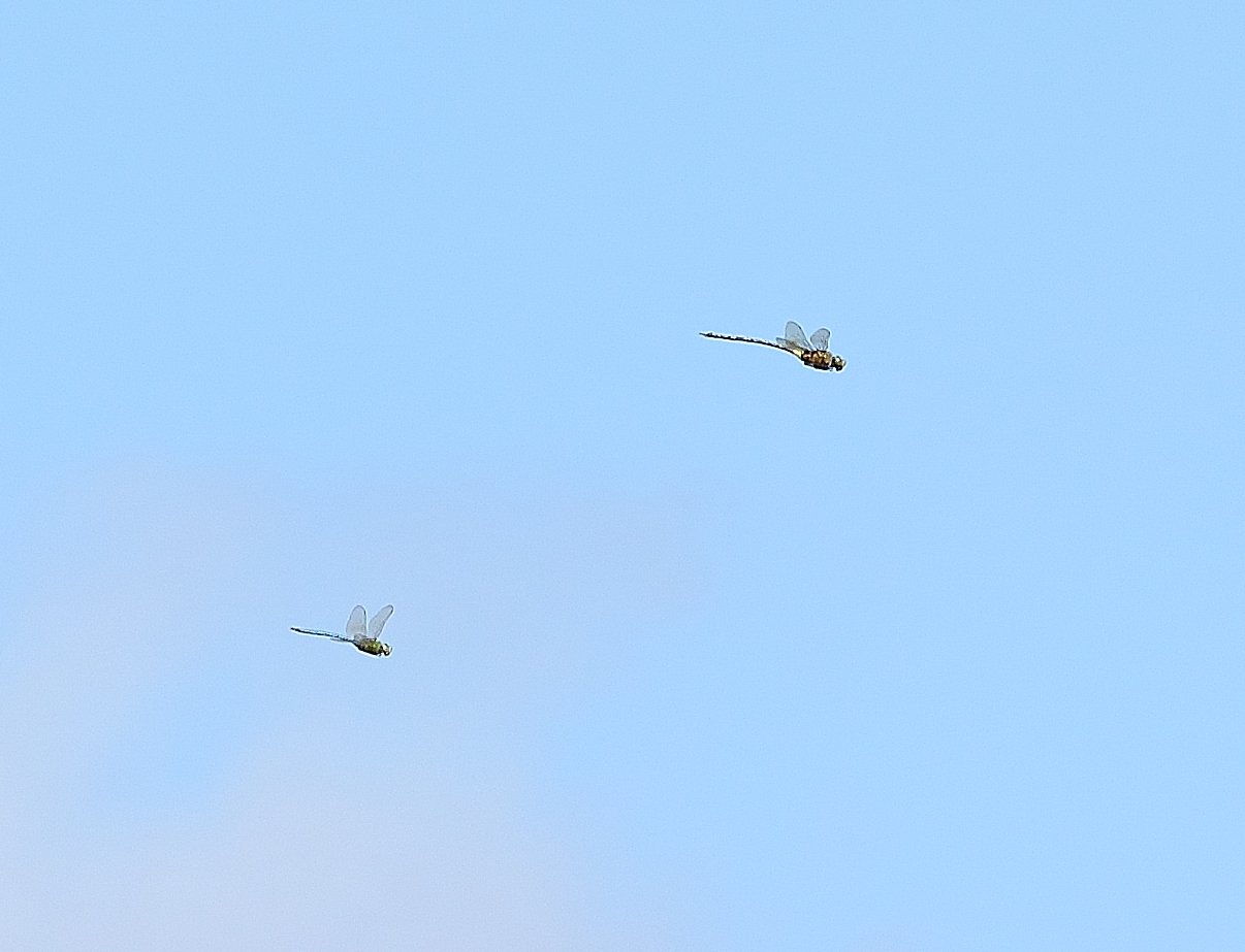 Michel YEROKINE - Anax tristis - réf. 247063 (1206 x 923 pixels, 82 ko)