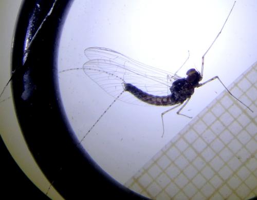 Cloeon dipterum