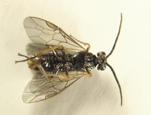Euura (viduata)