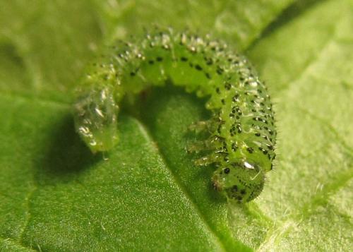 Euura gracilidentata