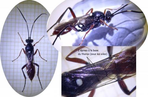 Réf. 248 518 : Hoplismenus (bidentatus-bispinatorius)