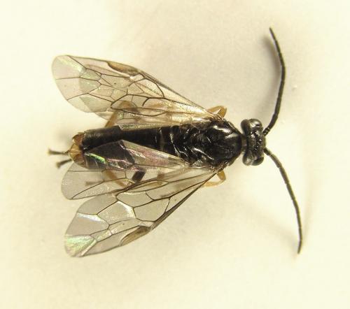 Euura (viduata)