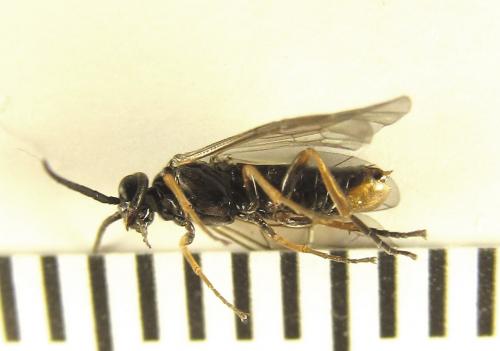 Euura (viduata)
