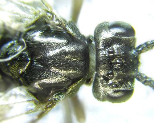 Euura (viduata)