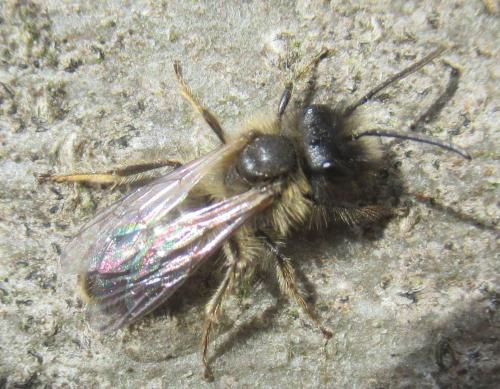Andrena apicata