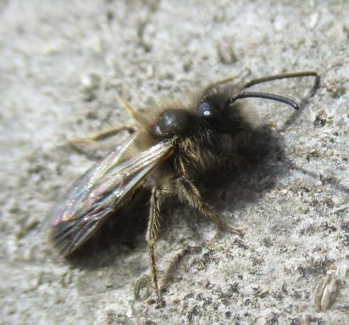 Andrena apicata