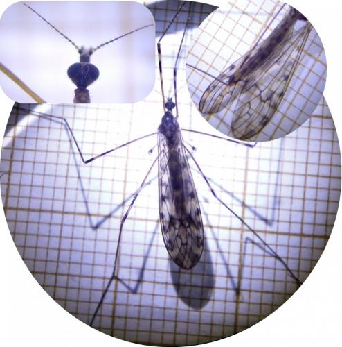 Réf. 248 667 : Limonia nubeculosa