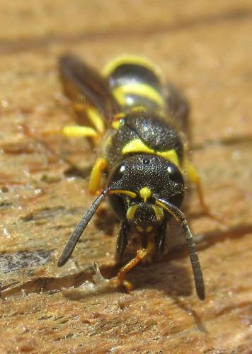Ancistrocerus sp.