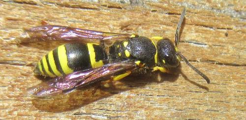 Réf. 248 334 : Ancistrocerus sp.