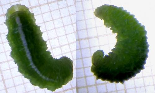 Scaeva sp.