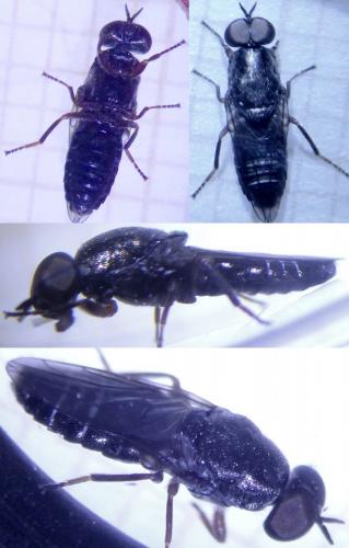 Scenopinus fenestralis