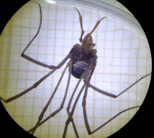 Phalangium opilio