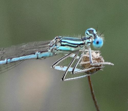 Platycnemis pennipes