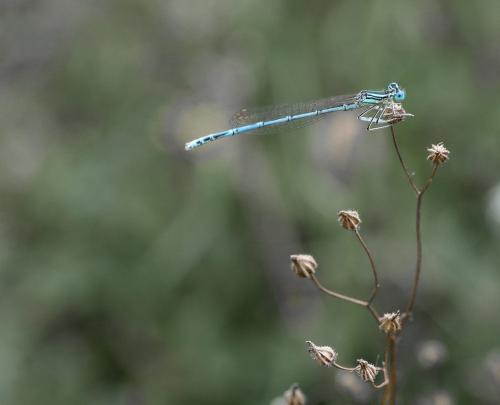 Platycnemis pennipes