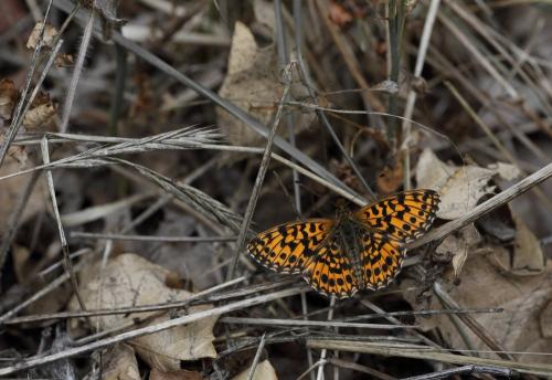 Boloria dia