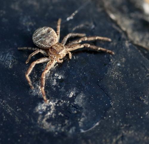Xysticus sp.