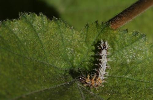Réf. 248 862 : Polygonia c-album