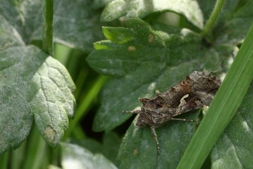 Réf. 248 959 : Autographa gamma