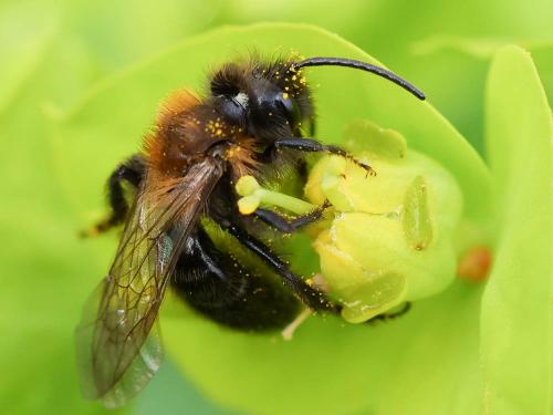 Réf. 248 167 : Andrena thoracica
