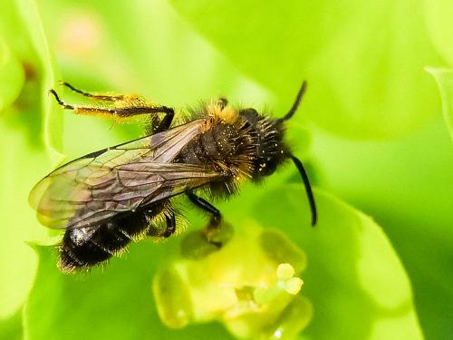 Andrena bicolor