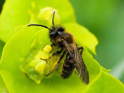 Andrena bicolor