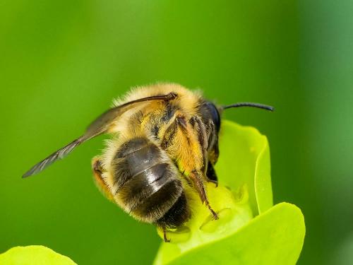 Andrena nigroaenea