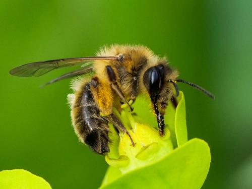 Andrena nigroaenea