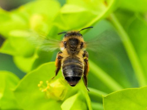 Andrena nigroaenea