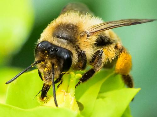 Réf. 248 131 : Andrena nigroaenea