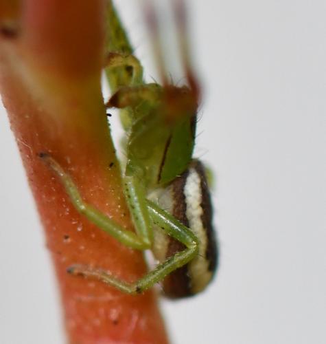 Réf. 248 172 : Diaea dorsata
