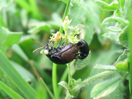 Réf. 248 177 : Colaspidema barbarum