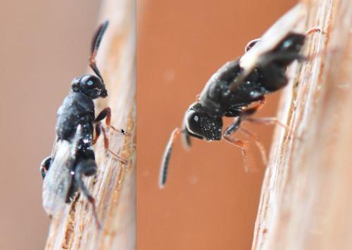 Réf. 248 237 : Haltichella rufipes