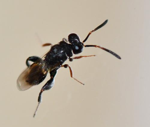 Haltichella rufipes