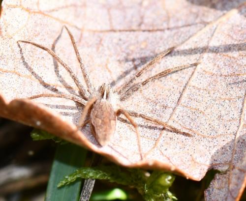 Pisaura mirabilis
