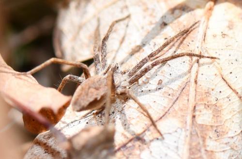 Pisaura mirabilis
