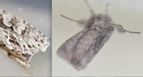 Xylocampa areola
