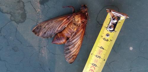 Acherontia atropos
