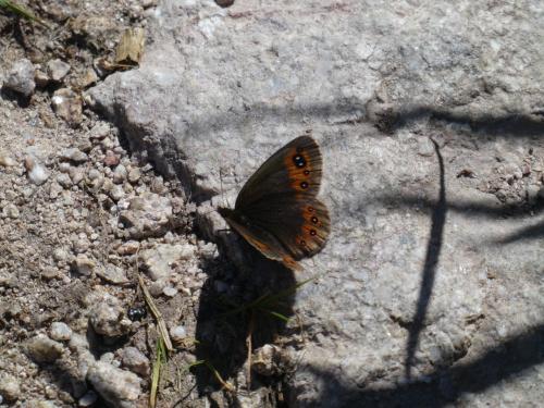 Erebia meolans