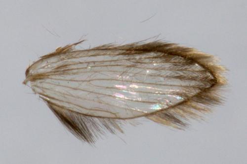 Philosepedon sp.