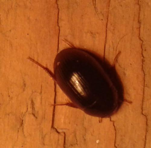 Réf. 248 827 : Hydrobius sp.