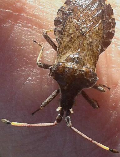 Réf. 248 080 : Enoplops bos