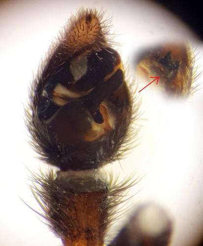 Pardosa agricola