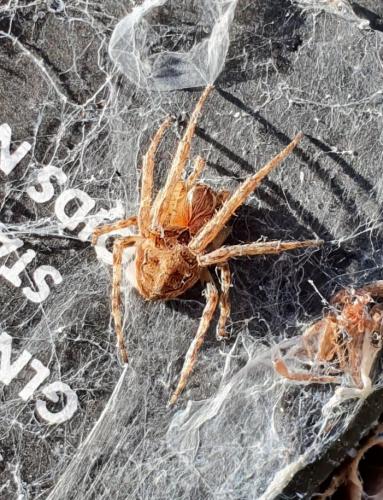 Réf. 248 490 : Larinioides sclopetarius