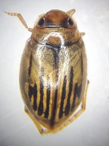 Hygrotus confluens