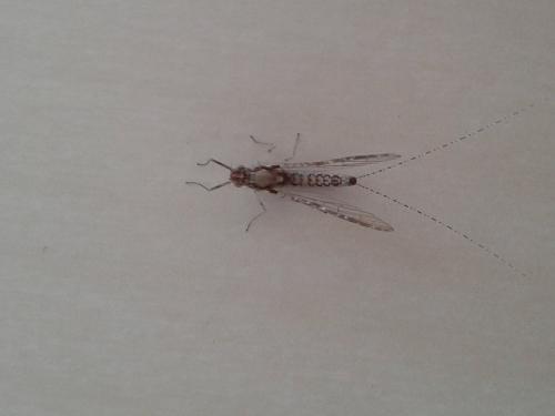 Cloeon dipterum