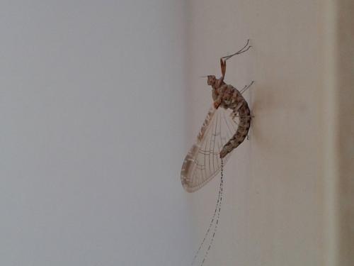 Réf. 248 765 : Cloeon dipterum