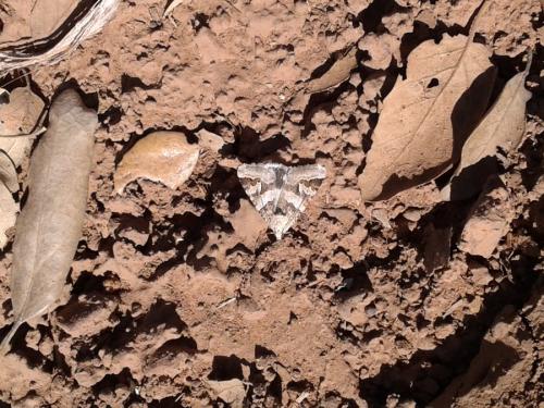 Drasteria philippina