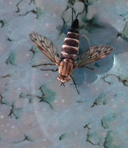 Réf. 248 704 : Thereva spiloptera